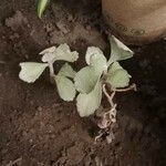 Kalanchoe pumila Hoja