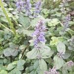 Ajuga reptans 花