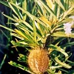 Gomphocarpus fruticosus Fruit