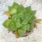 Haworthia cymbiformisHoja