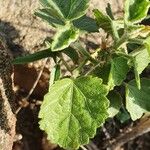 Hibiscus lunariifolius Folha