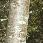 Prunus brigantina Bark