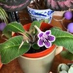 Streptocarpus primulifolius Λουλούδι