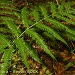 Pteris incompleta Mosusu