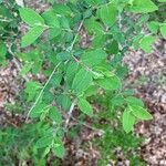 Lonicera morrowii Лист