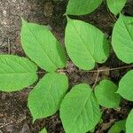 Aralia racemosa Leaf