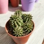 Euphorbia susannae Feuille