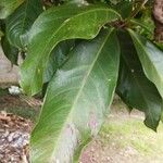 Syzygium malaccense ഇല