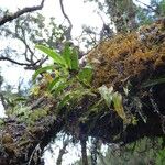 Angraecum obversifolium Anders