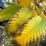 Carpinus caroliniana Leaf