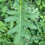 Cirsium oleraceum ഇല