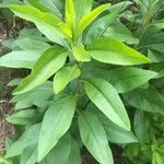 Solidago speciosa Blatt