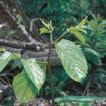 Casearia bicolor Hábito