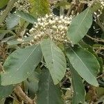 Cordia alliodora Blad