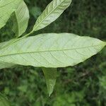 Cestrum schlechtendalii Leaf