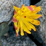 Crepis pygmaea Цвят