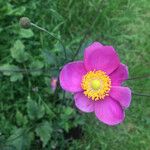 Anemone hupehensis Blüte