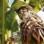 Ensete ventricosum 花