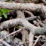 Salix foetida Bark