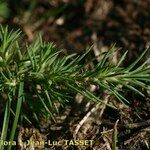 Polycnemum majus Mosusu