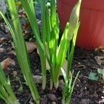 Sternbergia lutea Leaf