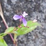 Murdannia semiteresFlower