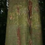 Vouacapoua americana Bark