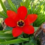 Tulipa agenensis Flower