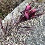 Bromus rubens Flower