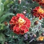 Tagetes erectaCvet