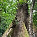 Ceiba pentandraFolha