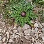 Carlina acanthifolia Blad