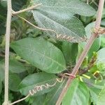 Passiflora manicata Écorce