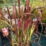 Imperata cylindrica Lehti