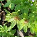 Sherardia arvensis Leaf