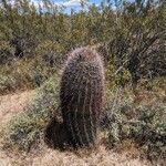 Ferocactus cylindraceus Blad