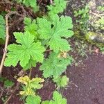 Pelargonium × asperum ഇല