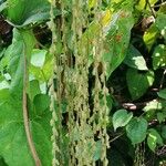 Dioscorea bulbifera Fruit