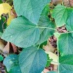 Hibiscus calyphyllus Leaf