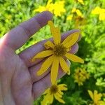 Verbesina helianthoides Flower
