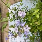 Plumbago auriculata ᱵᱟᱦᱟ