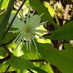 Clematis recta Flower