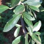 Elaeodendron transvaalense Hostoa