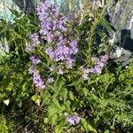 Campanula tracheliumFlor