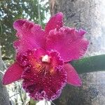 Cattleya lueddemanniana Õis