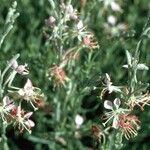 Oenothera suffrutescens Flor