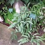 Coniogramme emeiensis Hábito