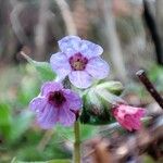 Pulmonaria officinalis फूल