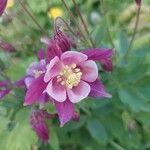 Aquilegia nigricansCvet