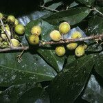 Trichilia pallida Fruit